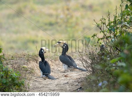 A Bunch Of Oriental Pied Hornbills Taking A Dust Bath On A Trail In The Chitwan National Park Using 