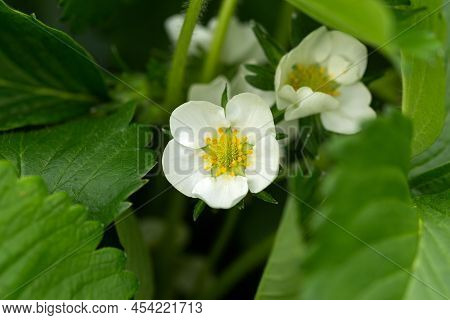 White Strawberry Blossom Flowers With Green Leaves In Spring Garden