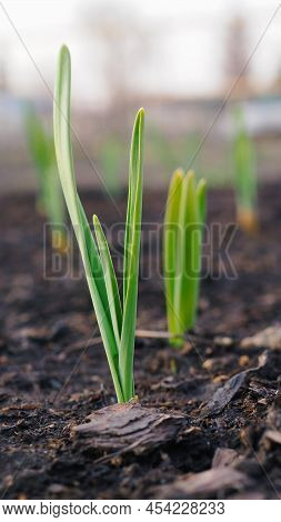 Garlic Sprouts Sprouting From The Ground. Vertical Stories Illustration. Spring And The New Agricult