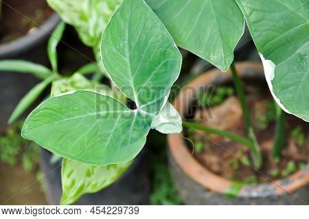 Albomarginata, Araceae Or Schott Or Xanthosoma Sagittifolium Or Xanthosoma Or  Mouse Plant In 