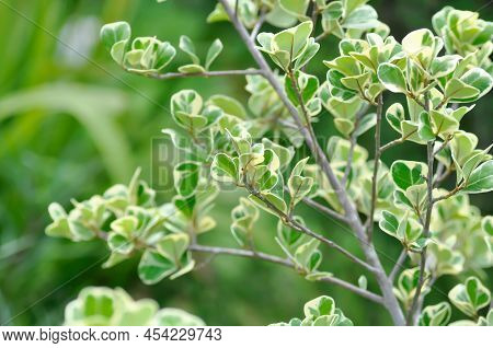 Mistletoe Fig, Mistletoe Rubber Plant Or Ficus Deltoidea