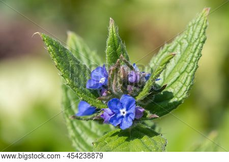 Green Alkanet (pentaglottis Sempervirens) Plant