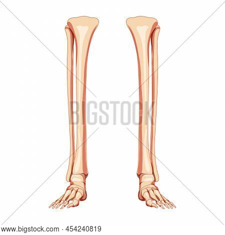 Leg Tibia, Fibula, Foot, Ankle Skeleton Human Front Anterior Ventral View. Set Of Anatomically Corre