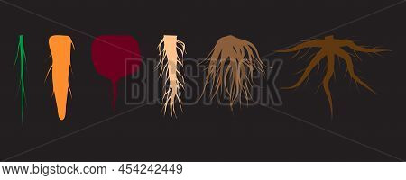 Colored Roots On A Black Background. Floral Branch. Vector Illustration. Stock Image.