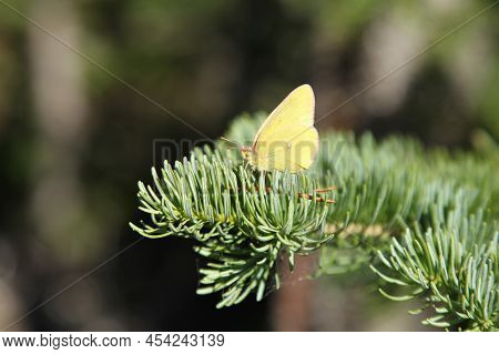 Pelidne Sulphur (colias Pelidne) Yellow Butterfly In Beartooth Mountains, Montana