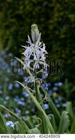 Vertical Image Of Beautiful White Camassia Flowers In Garden Setting