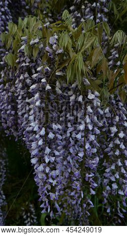 Vertical Image Of Beautiful Blue Mauve Wisteria Flowers And Foliage