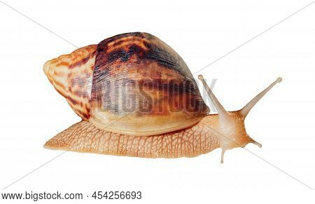 Big Giant African Snail Isolated On White Background With Clipping Path. Achatina Immaculata Helix. 