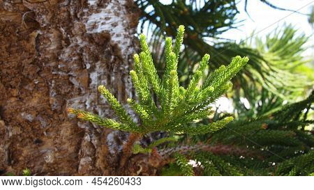 Branch Of Coral Reef Araucaria Or Cook Pine, Columnar Araucaria (araucaria Columnaris), Cuba, Varade