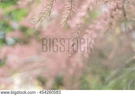 Blooming Branches Of Tamarix Shrub In Green Park. Spring Background With Pink Flowering Plants. Clos