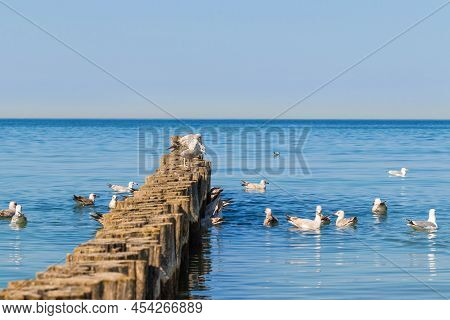 A Flock Of Seagulls Swims Around The Breakwaters, Looking For Food. Three Seagulls Are Sitting On Th