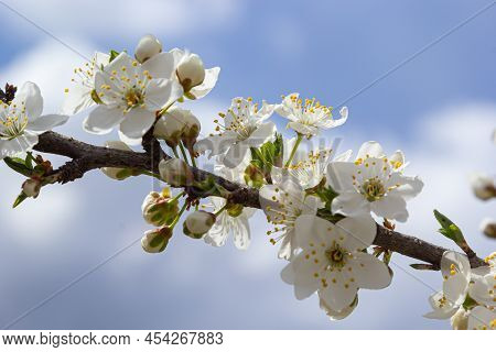 Prunus Cerasifera Blooming White Plum Tree. White Flowers Of Prunus Cerasifera