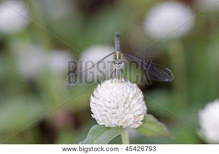 Libellule et fleur