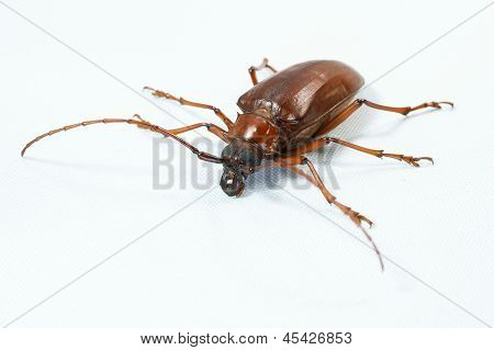 Insekten weißer Hintergrund