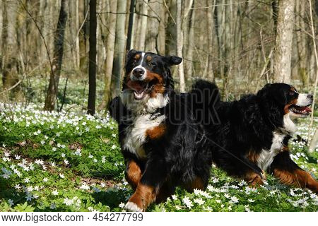 Zennenhund Dogs In The Spring Forest, Surrounded By Forest Flowers.