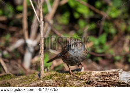 Beautiful Vibrant Image Of Wren Bird Troglodytes Aedon In Spring Woodland Landscape Setting