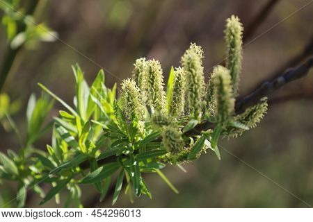 Flowers Of Salix Viminalis In Sunny Day. Blossom Of The Basket Willow In The Spring. Bright Common O