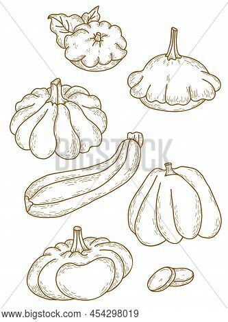 Vector Set Of Line Drawings Of Vegetables. Pumpkin And Pattison, Vegetable Marrow And Zucchini. Vect