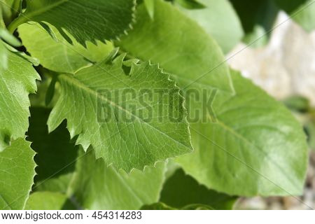 Single-flowered Sawwort Leaves In The Garden In Spring