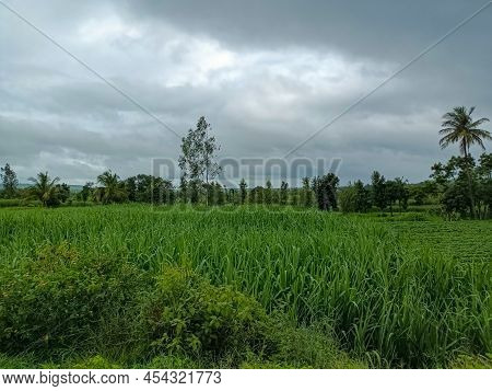 Side View Of Beautiful Sugarcane Farmland Surrounded By Green Trees With Dark Clouds On Background. 