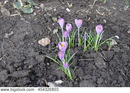 Half Open Lilac Flowers Of Crocus Tommasinianus In February
