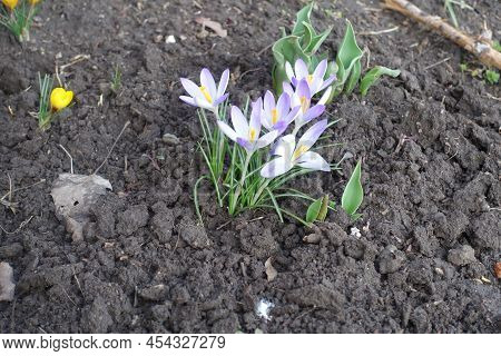 Whitish Lilac Flowers Of Crocus Tommasinianus In February