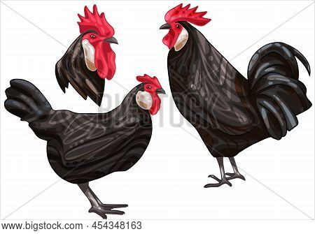 Set Of Hand Drawn Chickens. The Breed Of Black Minorca