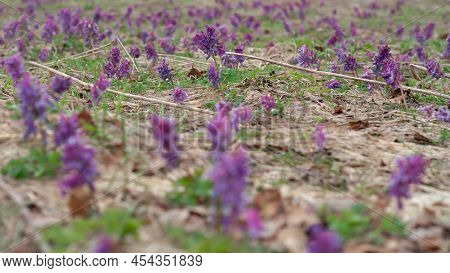 Early Spring Forest Flower Purple Crested Blooms In A Clearing.