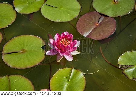 Mauve Water Lily Flower With Its Round Leaves In A Small Pond. Horizontal Photography.