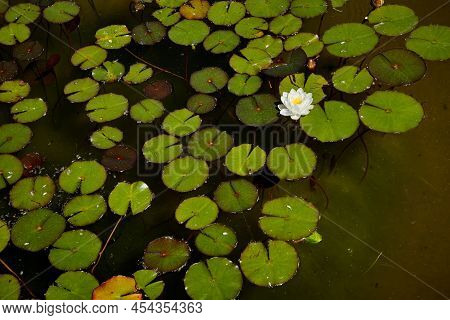 Mauve Water Lily Flower With Its Round Leaves In A Small Pond. Horizontal Photography.