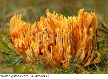 Ramaria Aurea Mushroom. Yellow Coral Fungi. Close Up View.
