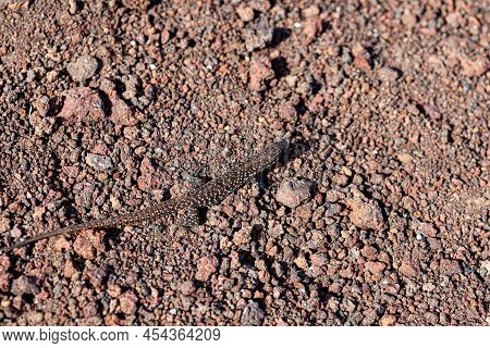 Close Up Of The Filfola Lizard Or Maltese Wall Lizard On The Lava Stone Of Linosa, Pelagie Island. S