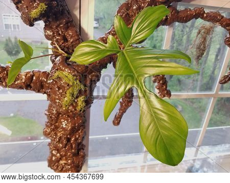 Close Up Of A Reverted Leaf Of Philodendron Florida Beauty