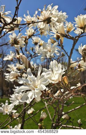 Beautiful Magnolia X Loebneri Encore Flowers Blossoms Against Deep Blue Sky