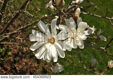 Close Up Of Magnolia X Loebneri Encore Flower Blossoms On Tree Bush Branch