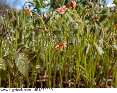 Close-up Of The Spreading Plant The Warley Epimedium (epimedium X Warleyense) Orangekonigin Flowerin