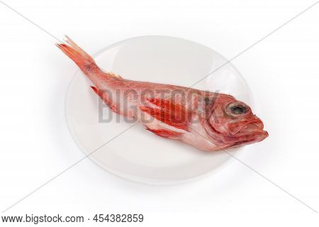 Raw Defrosted Single Carcass Of Redfish Also Known As Ocean Perch Or Norway Haddock On The White Dis