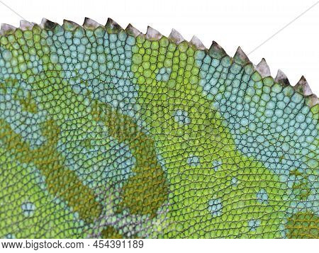 Chameleon Skin Close-up With Jagged Back. White Isolated Back.
Detailed Grid Surface With Jags On Th