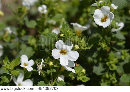 Ornamental Bacopa White Flowers In The Garden