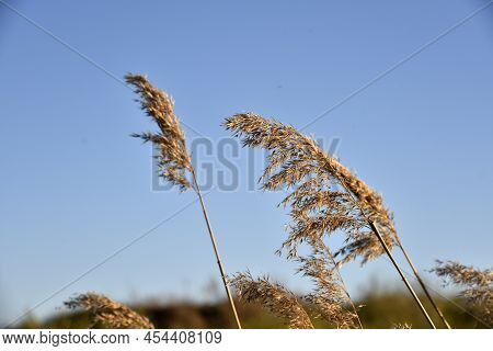 Scirpus Reed Is A Genus Of Perennial And Annual Coastal Aquatic Plants Of The Sedge Family