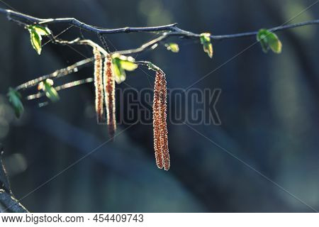 A Branch Of Alder New Leaves And Catkins In Sunlight, The Common Alder, Black Alder In Spring With B