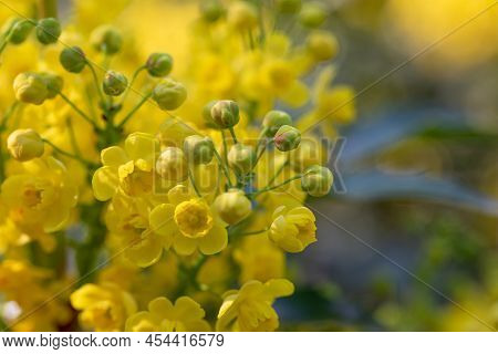Flowers Of The Evergreen Shrub Mahonia Aquifolium In The Sunlight Close-up. Macro Photography. Sprin