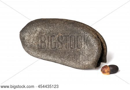 Close Up Pod,  Seed, Of Afzelia, Doussie Or Makha Mong Tree Tropical Native Plant Of Asia And Thaila