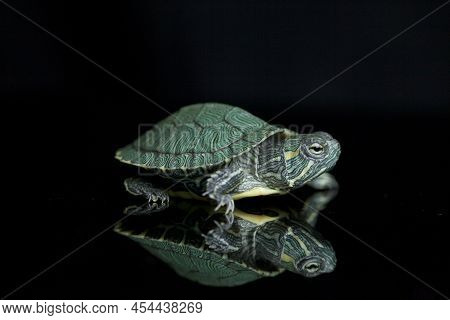 Red-eared Slider Trachemys Scripta Elegans On A Black Background.