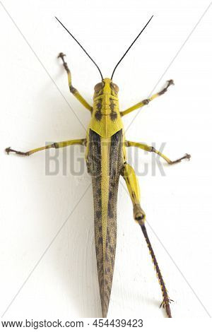 Javanese Grasshopper Valanga Nigricornis  On White Background.