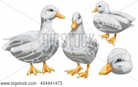 The Hand Drawn Set Of Ducks. The Breed Of White Call Duck