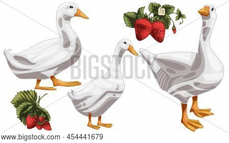 The Hand Drawn Set Of Ducks. The Breed Of Pekin Duck