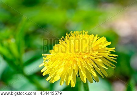 Closeup Of Bright Yellow Dandelion A Sunny Springday