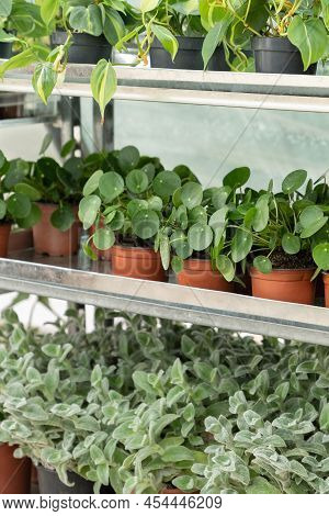 Pilea Peperomioides And Epipremnum Houseplants In Flower Plastic Pots Standing On Metal Shelves At N