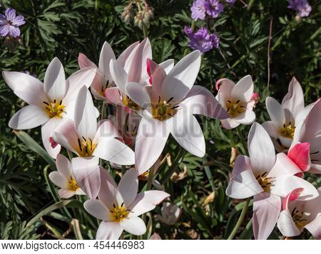 Close Up Shot Of A Group Of Rosy Red With White Margins On The Outside, Snow-white Tulip On The Insi
